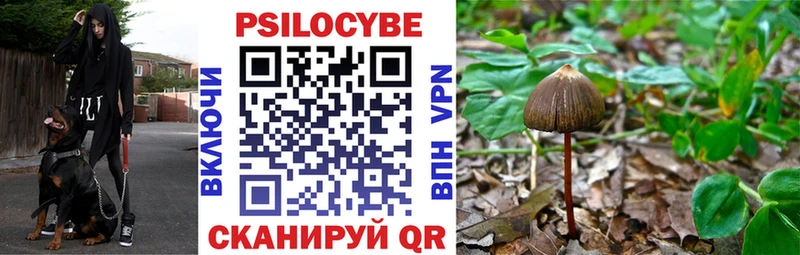цена   Кореновск  Псилоцибиновые грибы Cubensis 